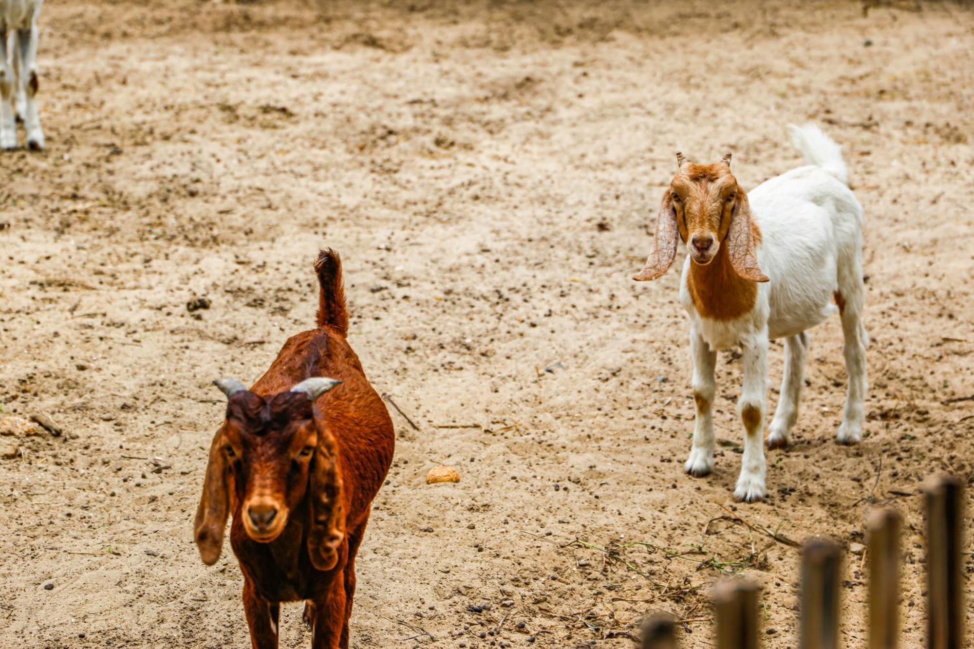 Melia Ho Tram Beach Resort Экстерьер фото Goats at the zoo